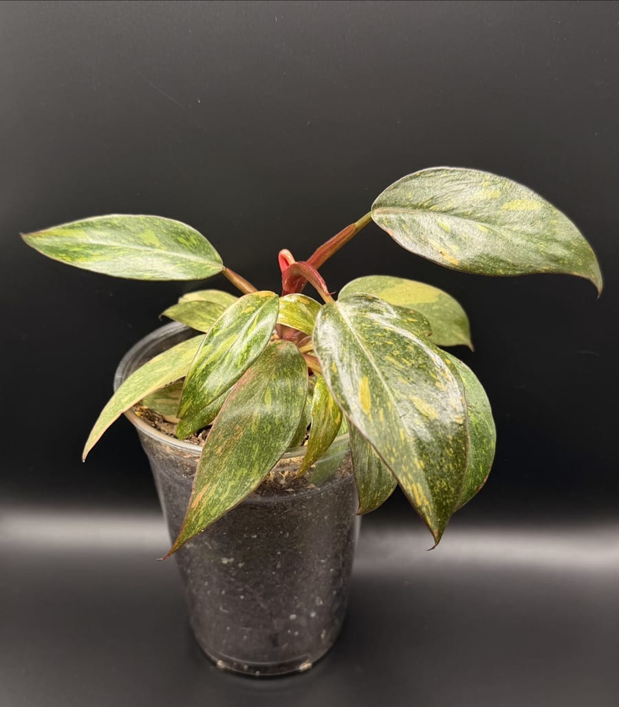 A Philodendron Orange Princess with peach, cream and green marbled leaves on red petioles